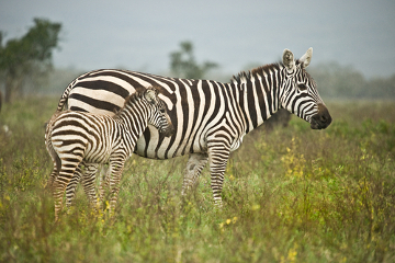 Streep van zebra's. Het belang van de zebrastreep