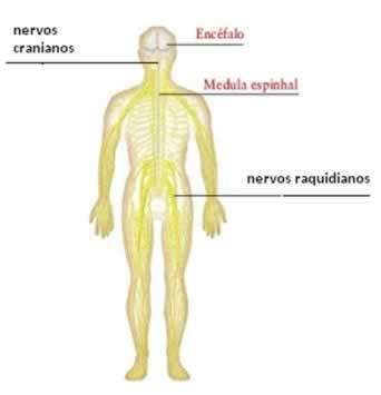Nervous system. Nervous system functions
