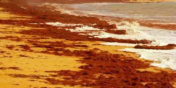 Marée rouge: qu'est-ce que c'est, ses causes et ses conséquences
