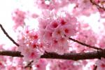 Определение на Cherry Blossom (какво представлява, понятие и определение)