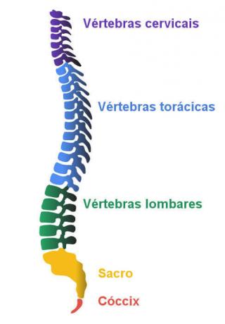 Legg merke til beinene som utgjør ryggraden.