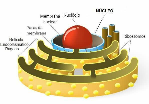 Funkcje i struktura jąderka