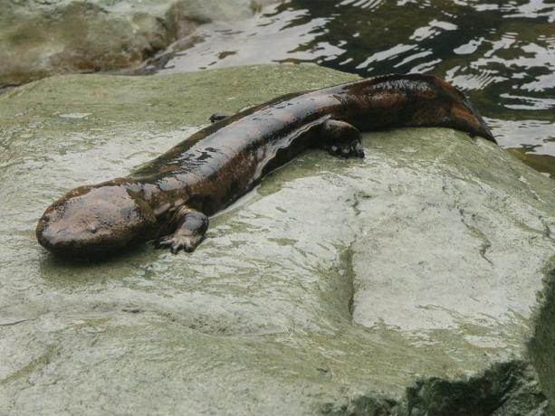 Gli animali più grandi del mondo - Salamandra gigante cinese