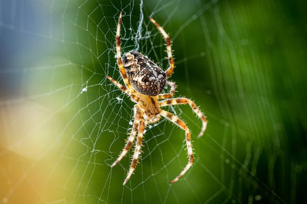 Pavoukovci mají čtyři páry nohou.