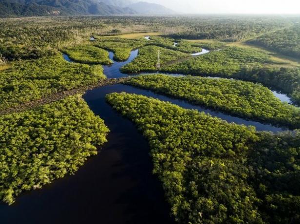 Luftfoto av Amazonas regnskog