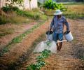 Šeimos ūkininkavimas: kas tai yra, kaip jis veikia Brazilijoje ir jo svarba