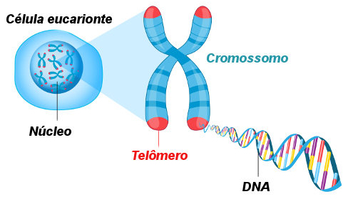 ქრომოსომა იქმნება დნმ-ით, რომელიც ასოცირდება ცილის მოლეკულებთან