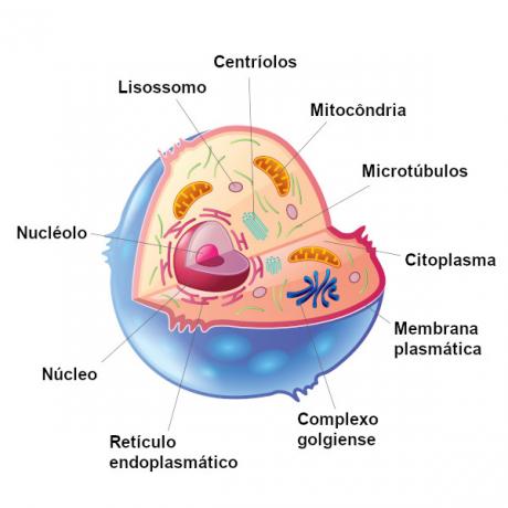 Živalska celica: značilnosti in organele