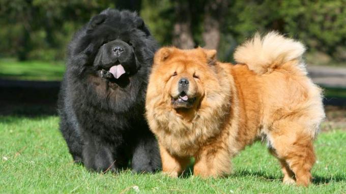 Races de chiens chinois que vous aimeriez avoir à la maison