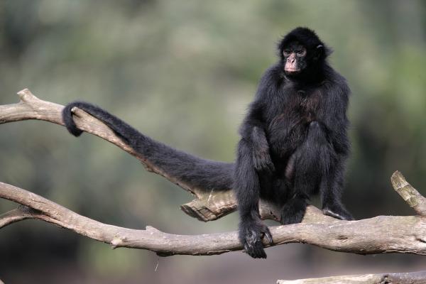 קוף: מה הם, איומים, חשיבות, מינים
