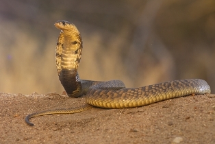 Hvordan injicerer slangen giftet?