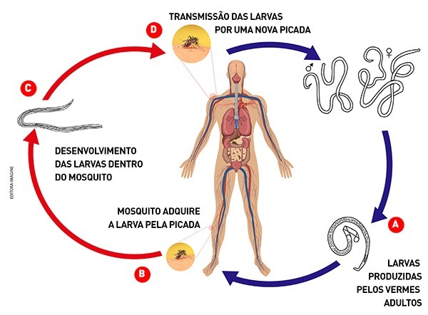 Filariasis life cycle