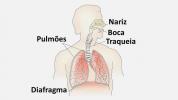 Exercises on the respiratory system