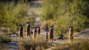 Meerkat: habitat, characteristics, food