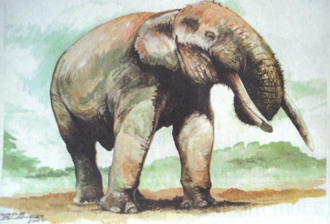 Brasilian megafauna: Mastodon
