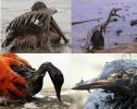 Water pollution caused by oil spills.
