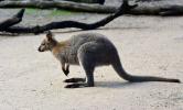 Kangaroos: characteristics, species, gestation and curiosities