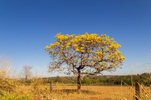 Ipe-keltainen keskellä Cerradoa.