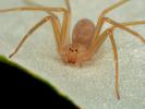 Brun edderkop: egenskaber, virkninger af gift