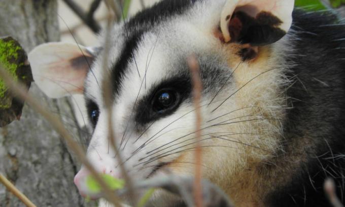Opossum: χαρακτηριστικά, σίτιση, αναπαραγωγή