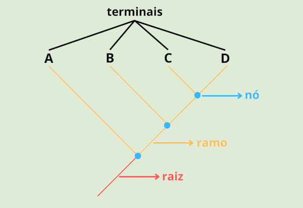 Elementer af et kladogram.