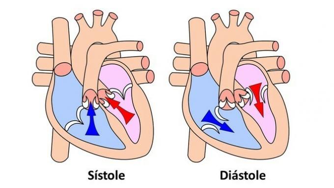 sistolė ir diastolė