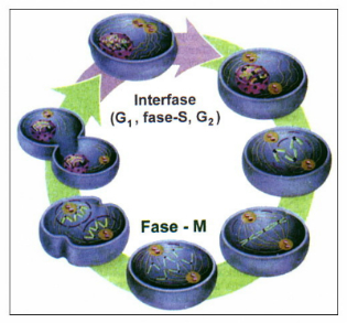 Bunkový cyklus: interfáza a mitóza