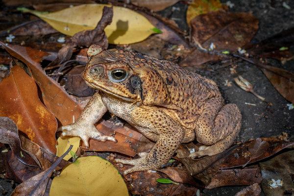 Frogs are one of the best known representatives of amphibians.