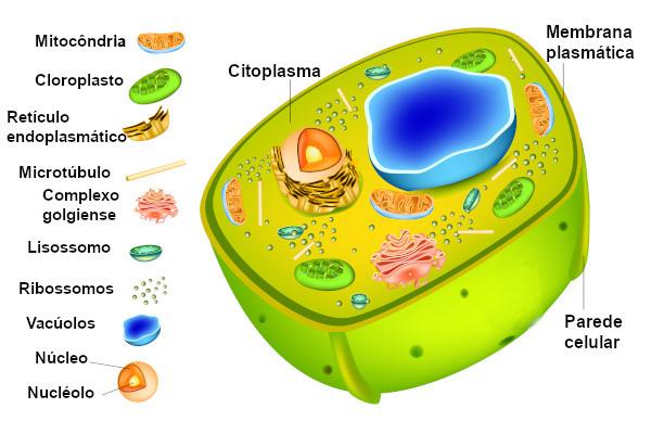V buněčném cytosolu jsou přítomny buněčné organely.