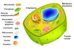 Cytoplasm: definition, in eukaryotes, functions