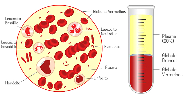 Skład krwi