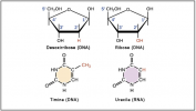 ARN (ácido ribonucleico): concepto, estructura y tipos