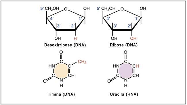 RNA (ribonukleinsyre): konsept, struktur og typer