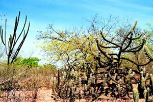 Caatinga - semiaridní klimatická vegetace