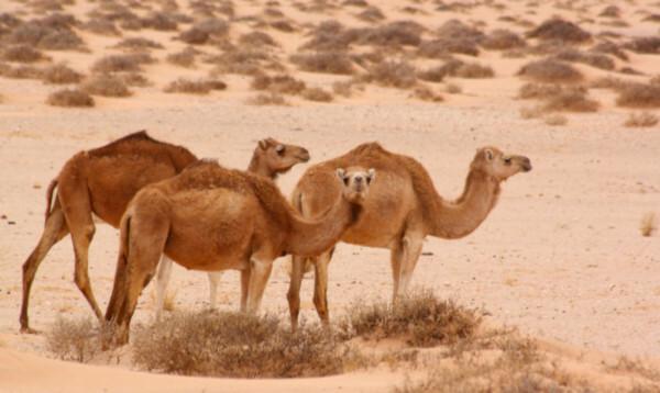 Trots att de ser ut som kameler har dromedarer bara en puckel.