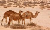 Camel: characteristics, feeding and reproduction