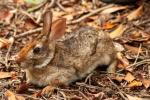 Кролик: виды, поведение, среда обитания