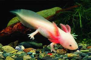 Axolotl: съвсем различен саламандър