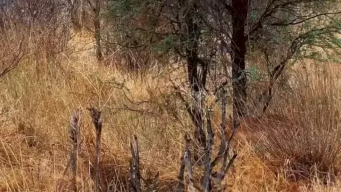 क्या आप इस तस्वीर में छिपे हिरण को 20 सेकंड में ढूंढ सकते हैं?