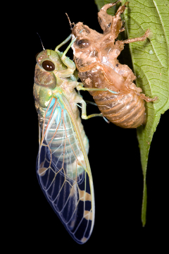 Na listu opazite starodavni eksaskelet cicade