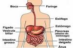 Digestive system. The functioning of the digestive system