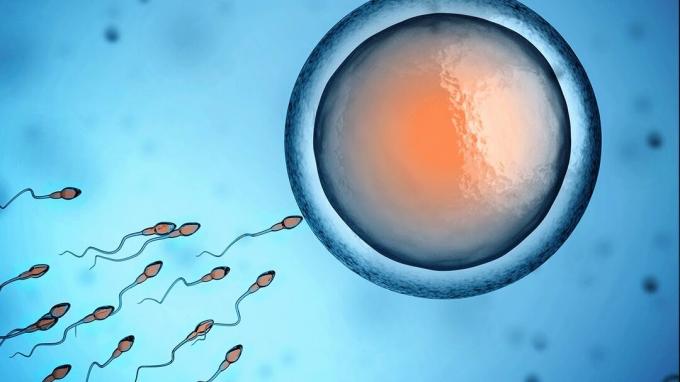 Embryologi - Menneskelig befruktning