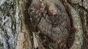 You have to find the owl in this optical illusion in 11 seconds