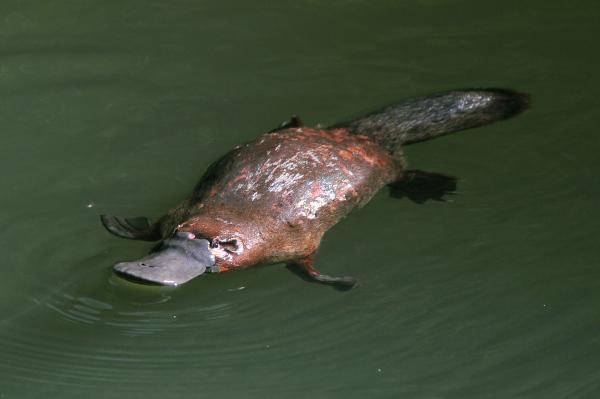  Platypus, yumurta bırakan memelilerdir.