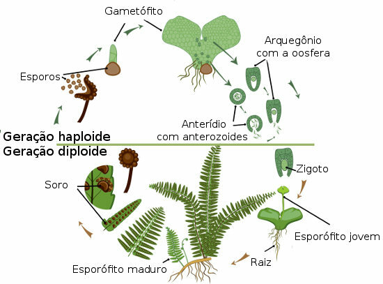 Livscyklus af pteridophytes
