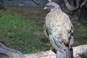 Burung Cerrado. Burung utama dari bioma Cerrado.