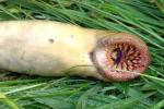 Terrifying creature found by fishermen in the UK; look