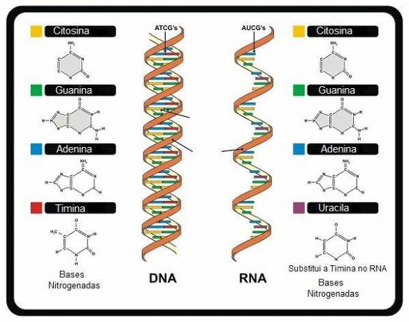 What are Nucleic Acids?