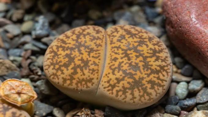 리톱스: 독특한 특성을 지닌 희귀한 식물 보석