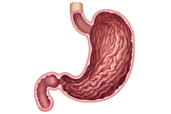 W żołądku bolus pokarmowy zamienia się w treści pokarmowe po zmieszaniu z sokiem żołądkowym.